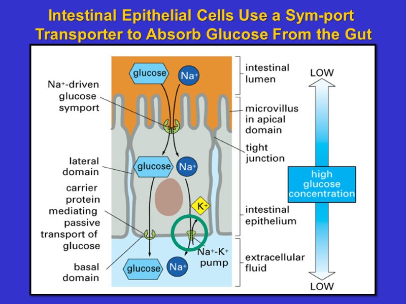 Intestinal Epithelial Cells Use a Sym-port Transporter to Absorb Glucose From the Gut